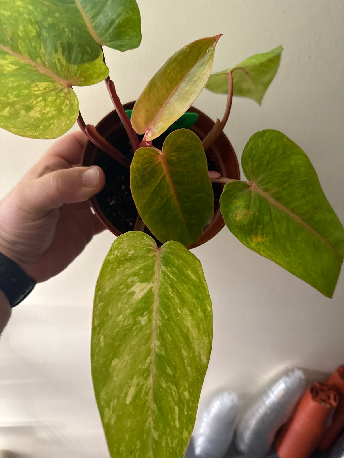 Philodendron "Painted Lady"