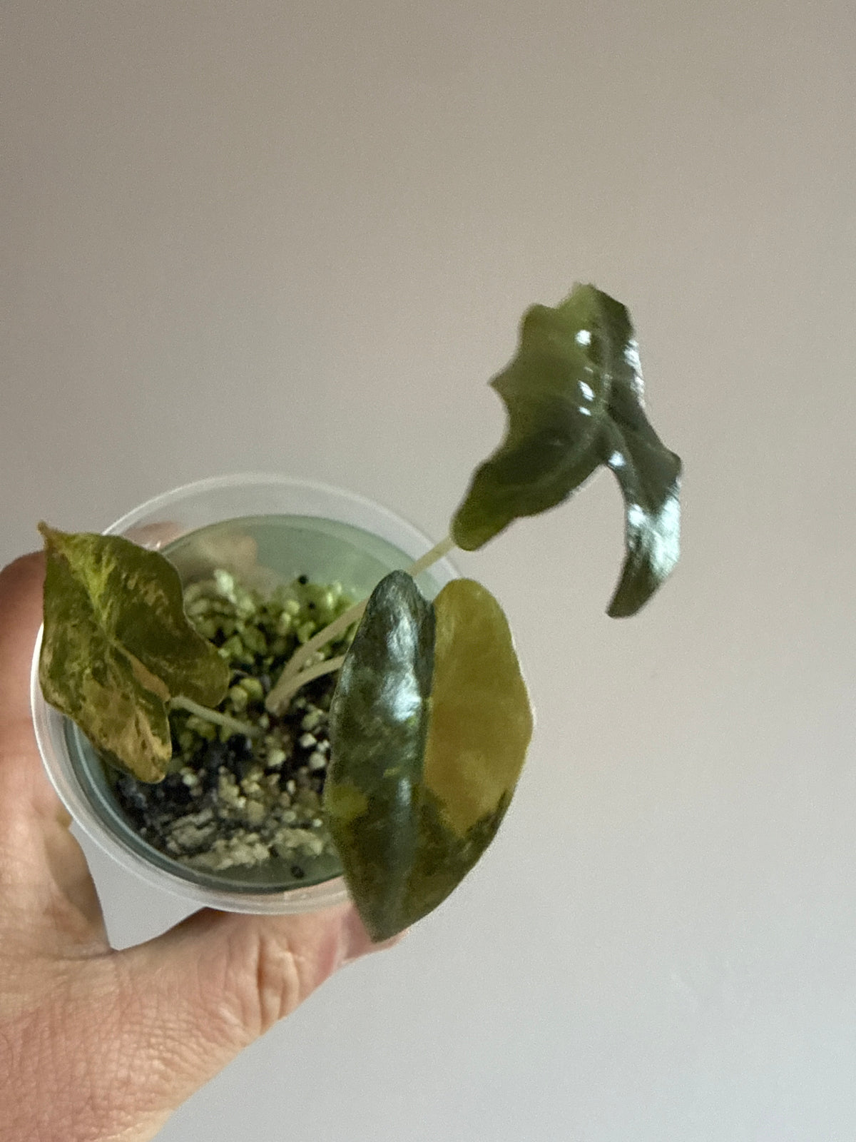 Alocasia Noblis Aurea