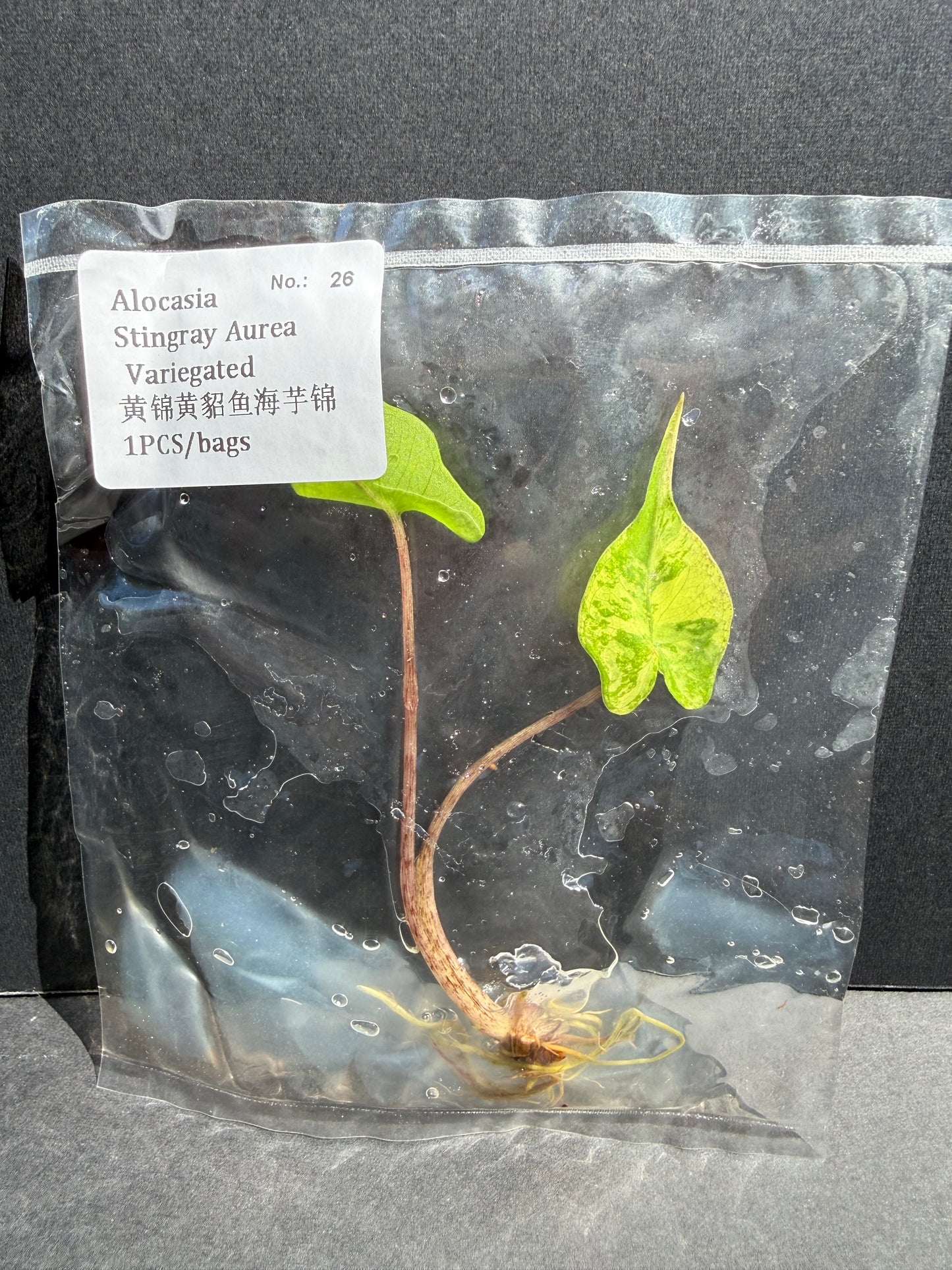 Alocasia Stingray Aurea Variegated