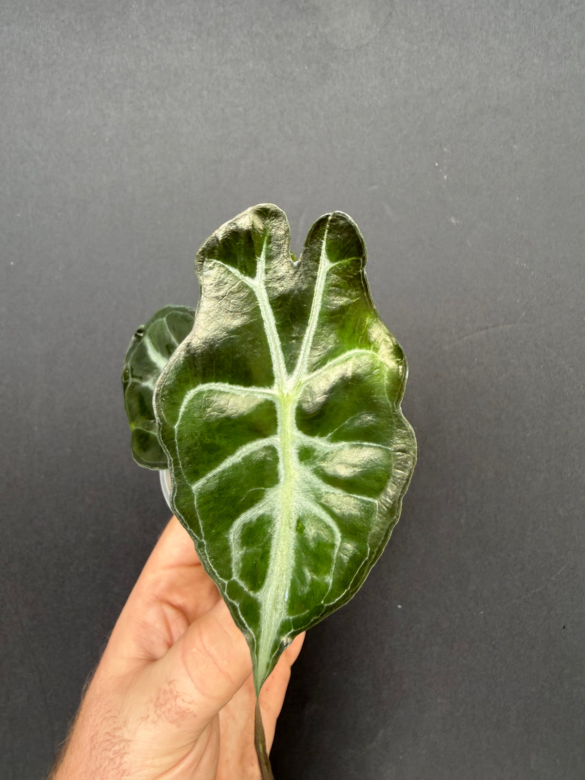Alocasia Venom Aurea