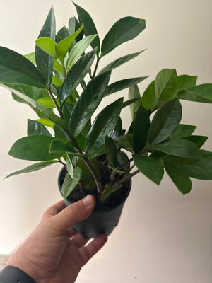 Zamioculcas Zamiifolia - ZZ Plant