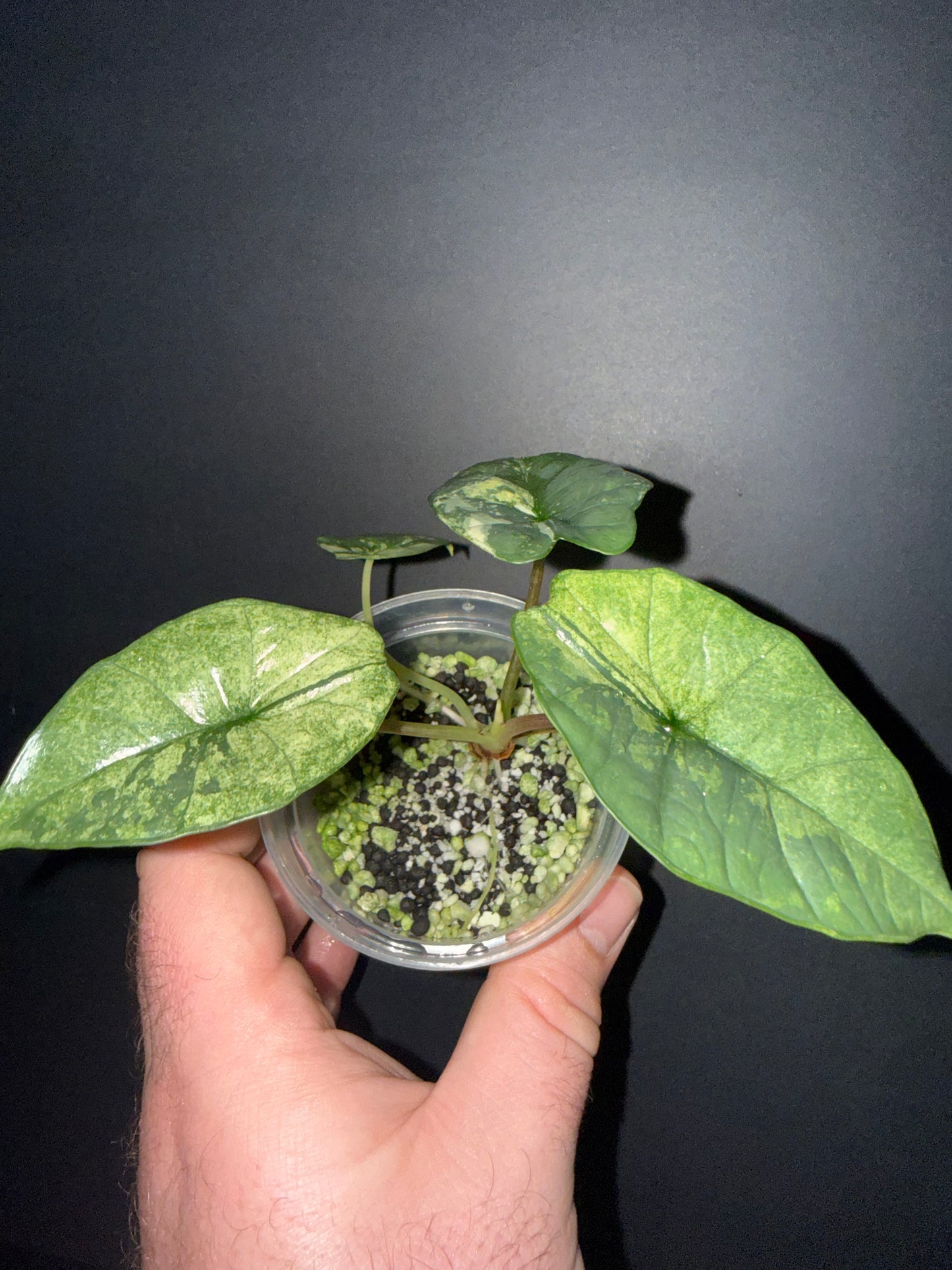 Alocasia Bisma Platinum Albo