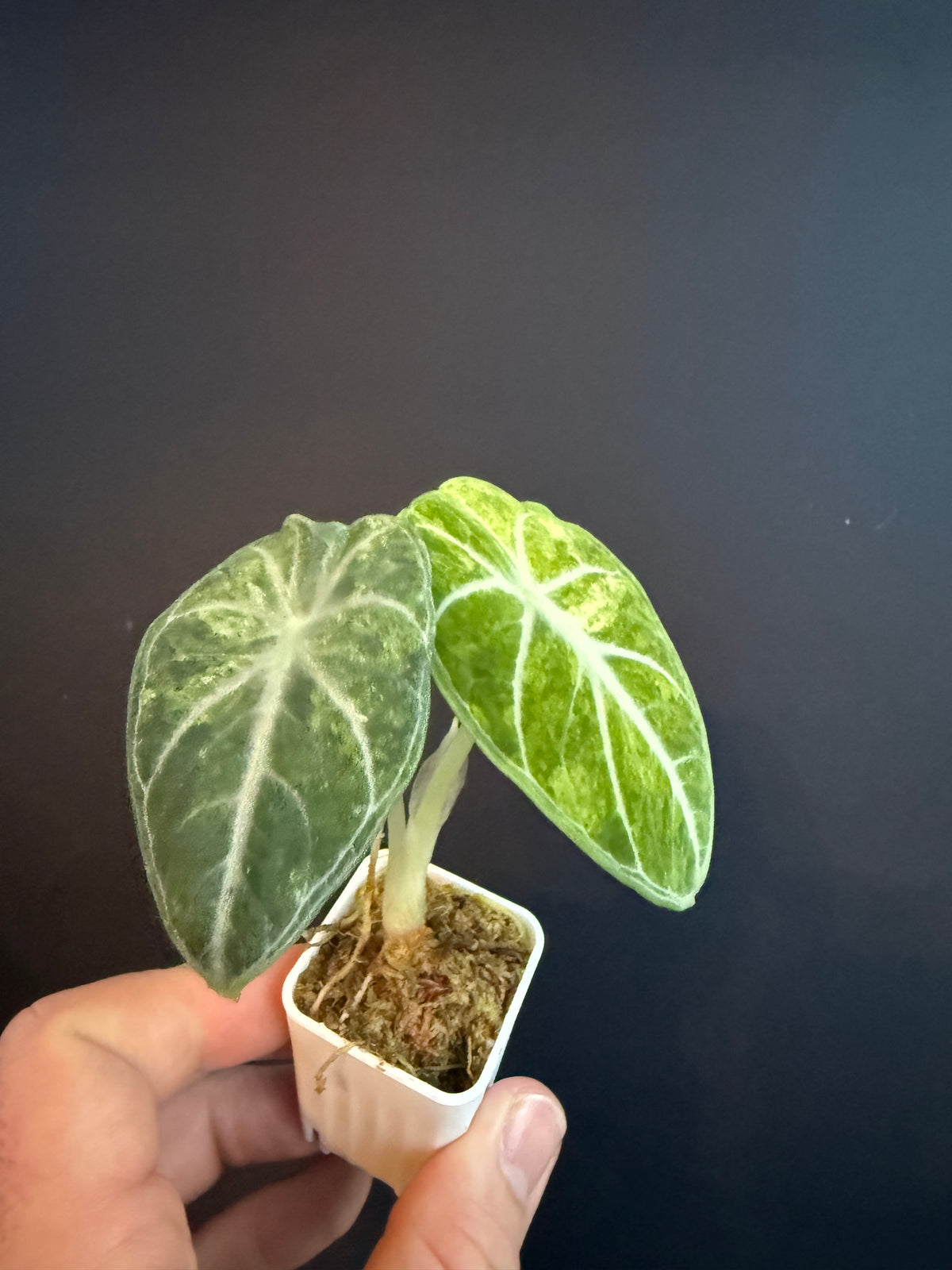 Alocasia Ninja Mint