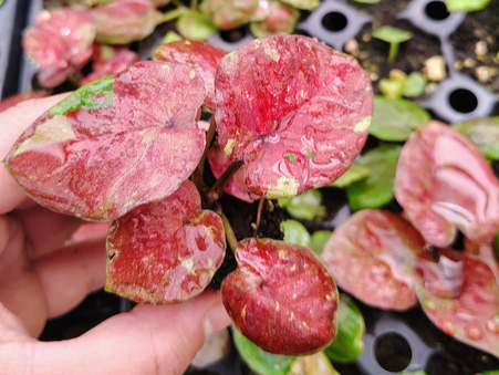 Caladium Thai Red Starter