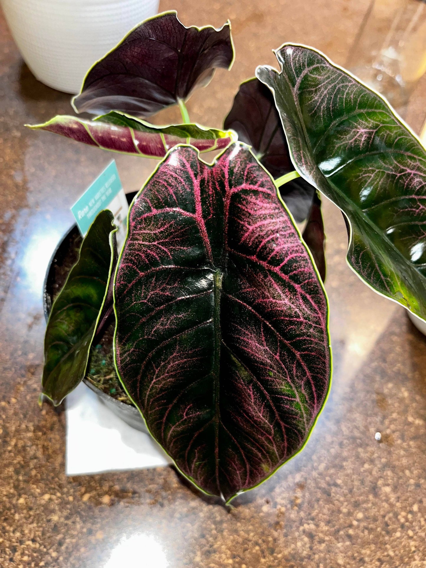 Alocasia Azlanii - Starter Size