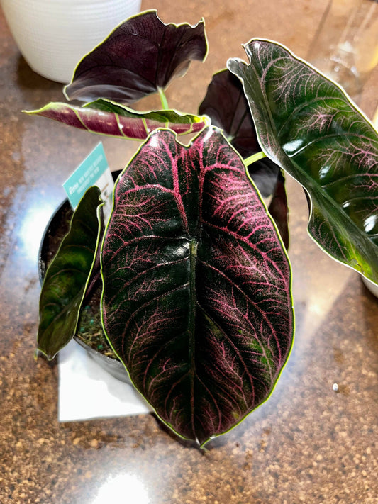 Alocasia Azlanii - Starter Size