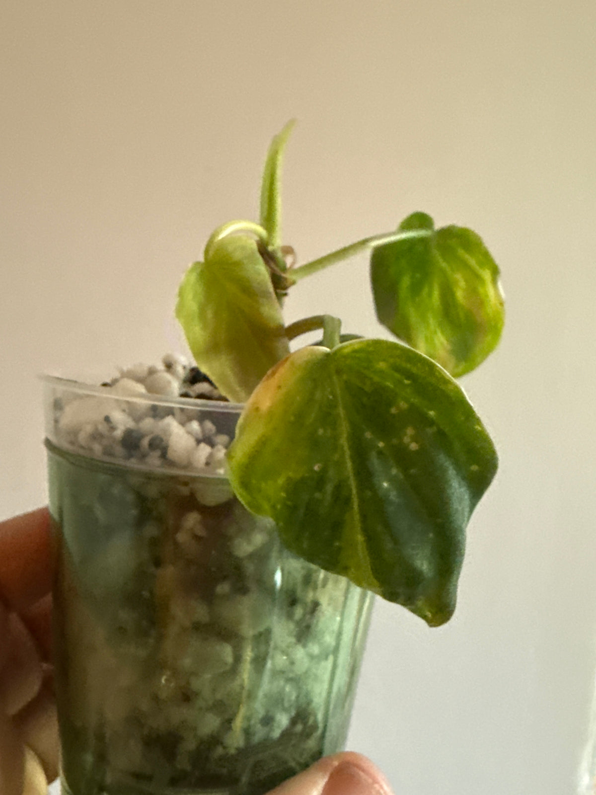 Orange Milano — Philodendron Melanochrysum Variegated Pup