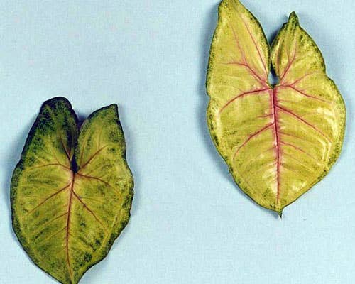 Syngonium Pink Allusion Starter