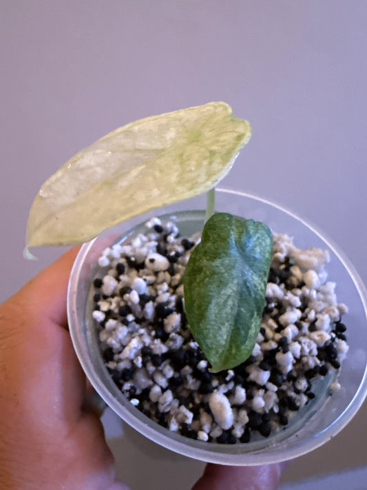 Alocasia Ninja Mint #2