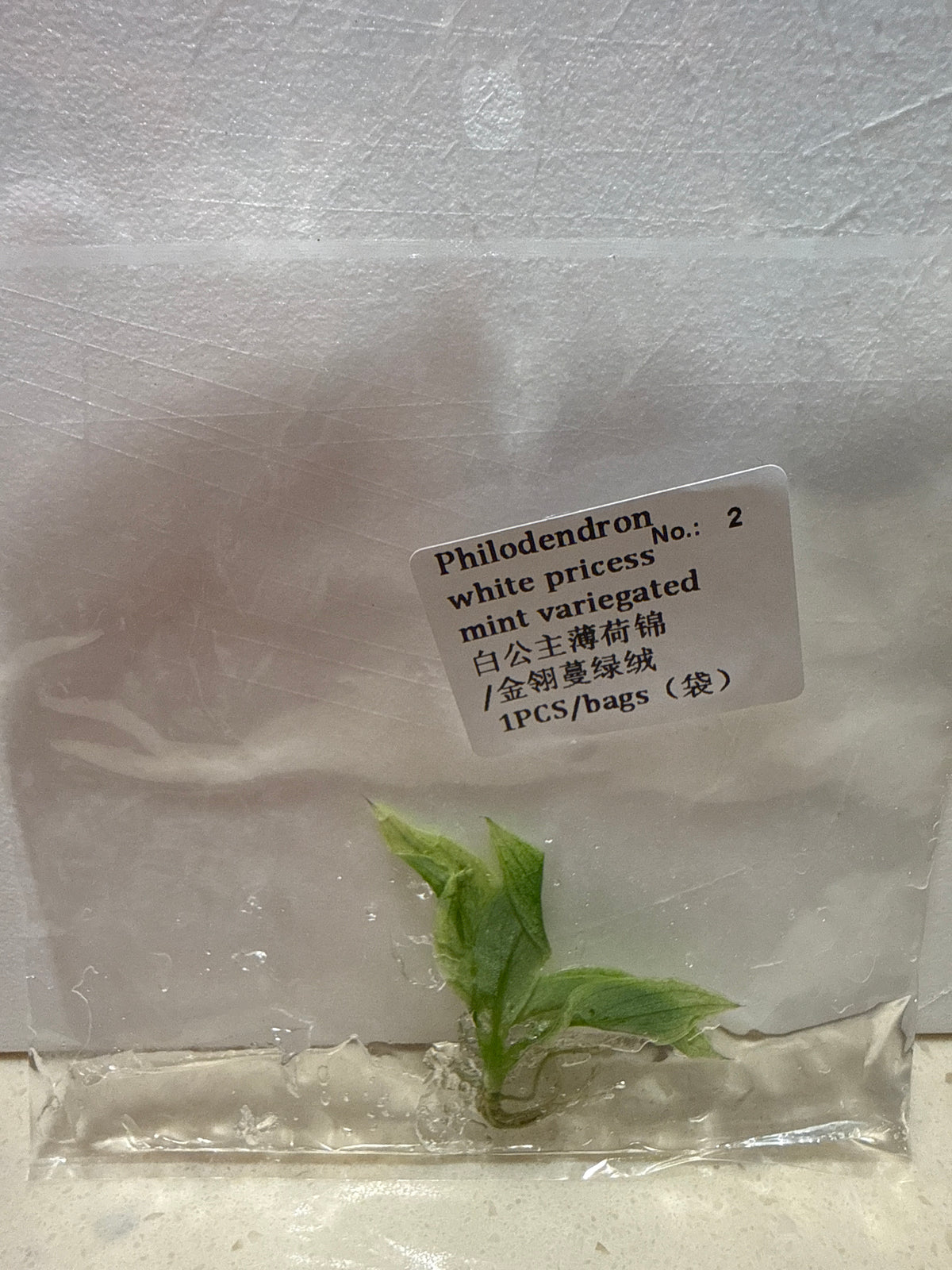 Philodendron White Princess Mint Variegated