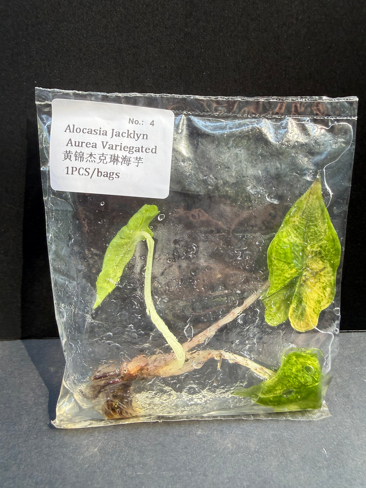 Alocasia Jacklyn Aurea Variegated