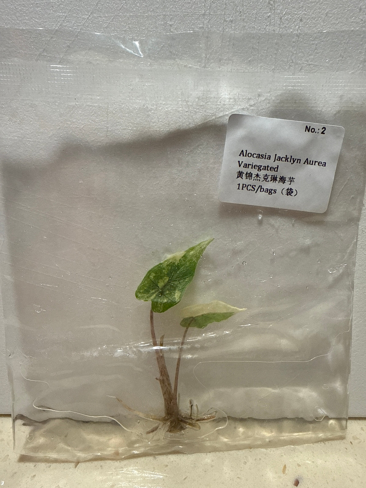 Alocasia Jacklyn Aurea Variegated - Seller's Choice