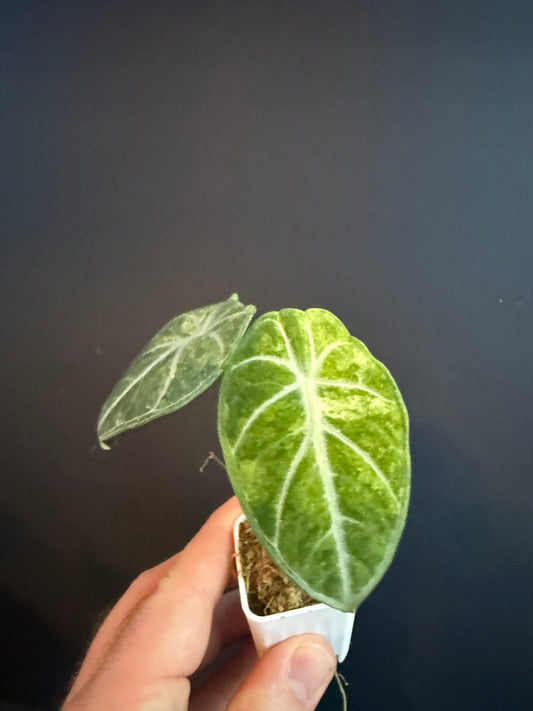 Alocasia Ninja Mint