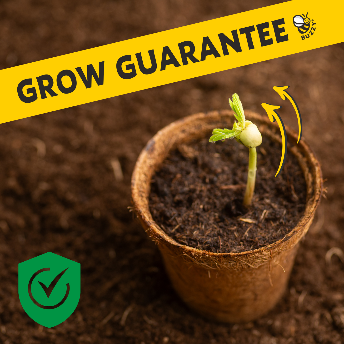 Sensitive Plant Grow Kit- Mimosa Pudica