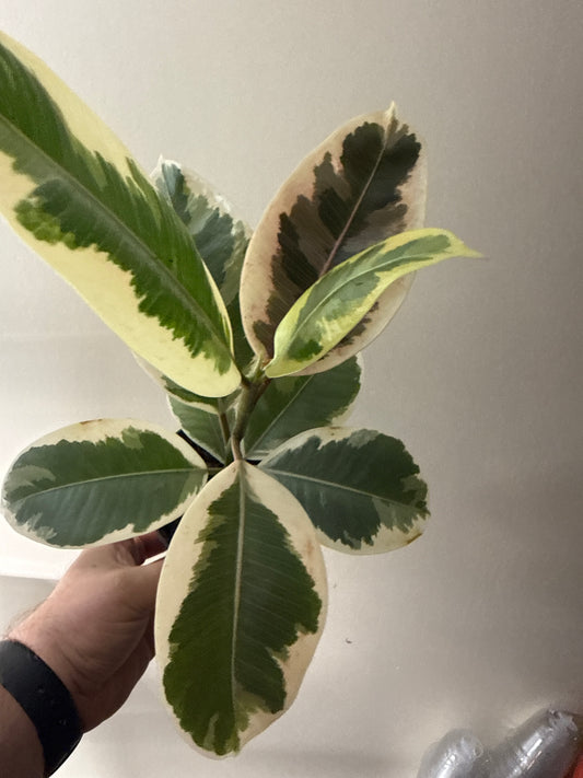 Ficus Elastica - Tineke