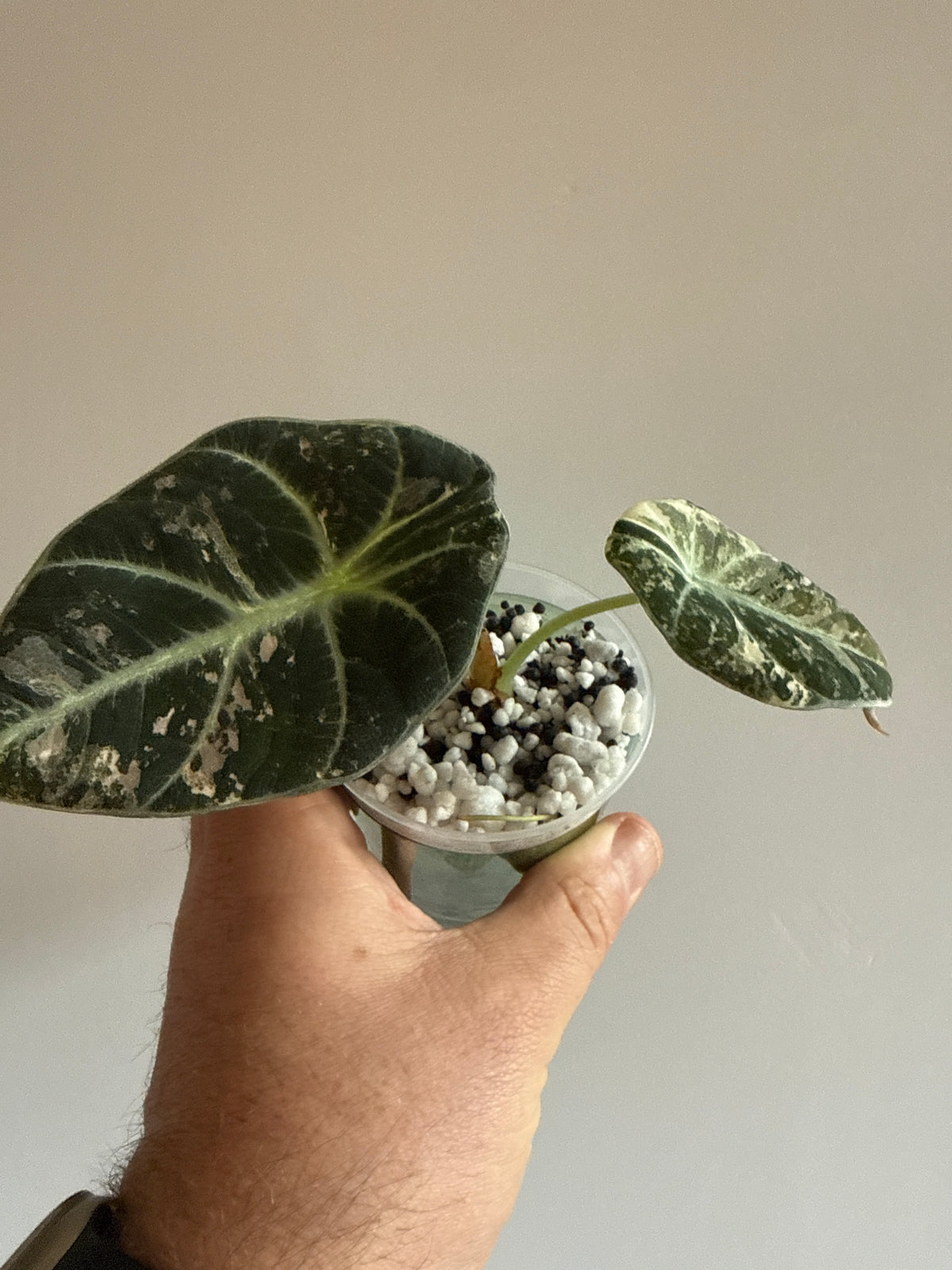 Alocasia Ninja Pink