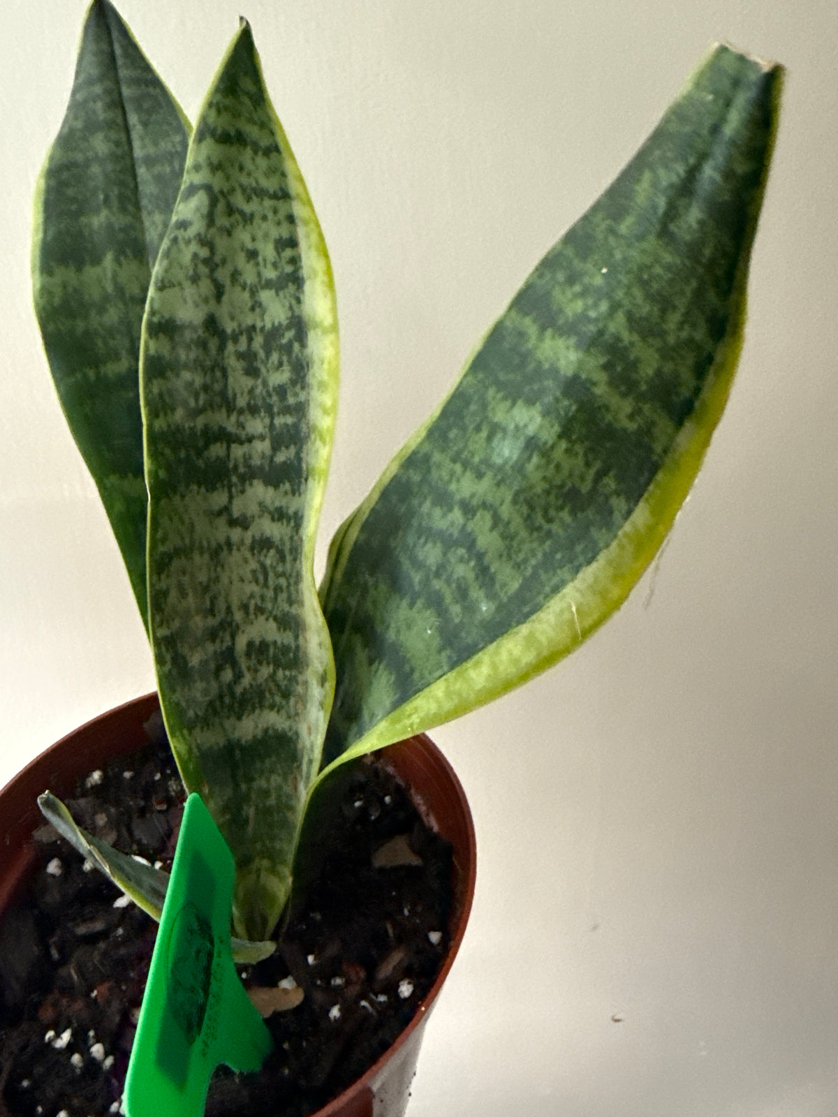Sansevieria Futura Superba