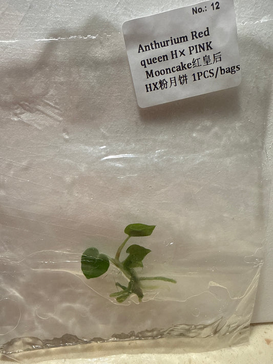 Anthurium Red Queen HX Pink Mooncake - Seller's Choice