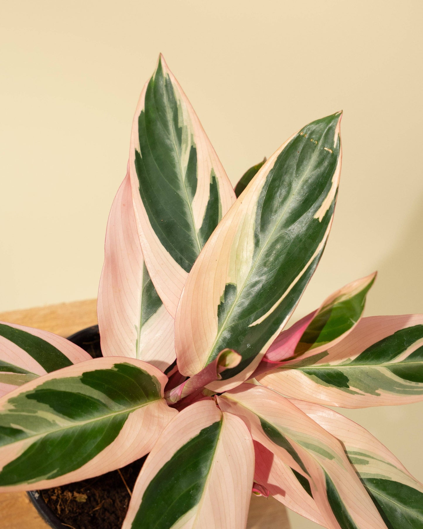 Stromanthe Trio Star