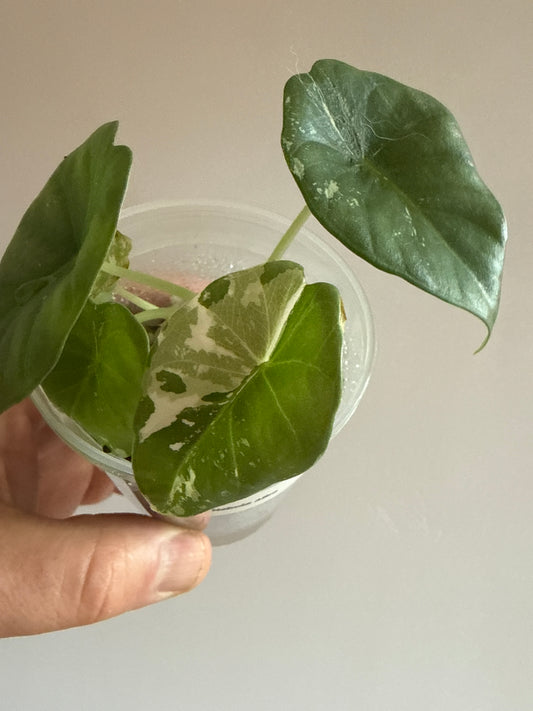 Alocasia Nebula Albo