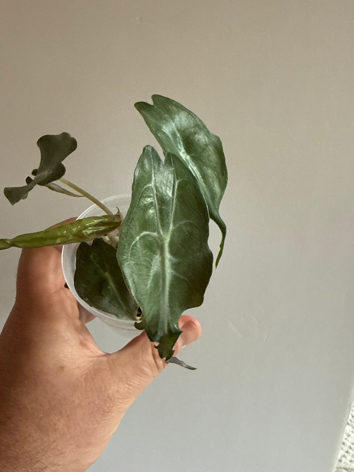 Alocasia Venom Pink Albo