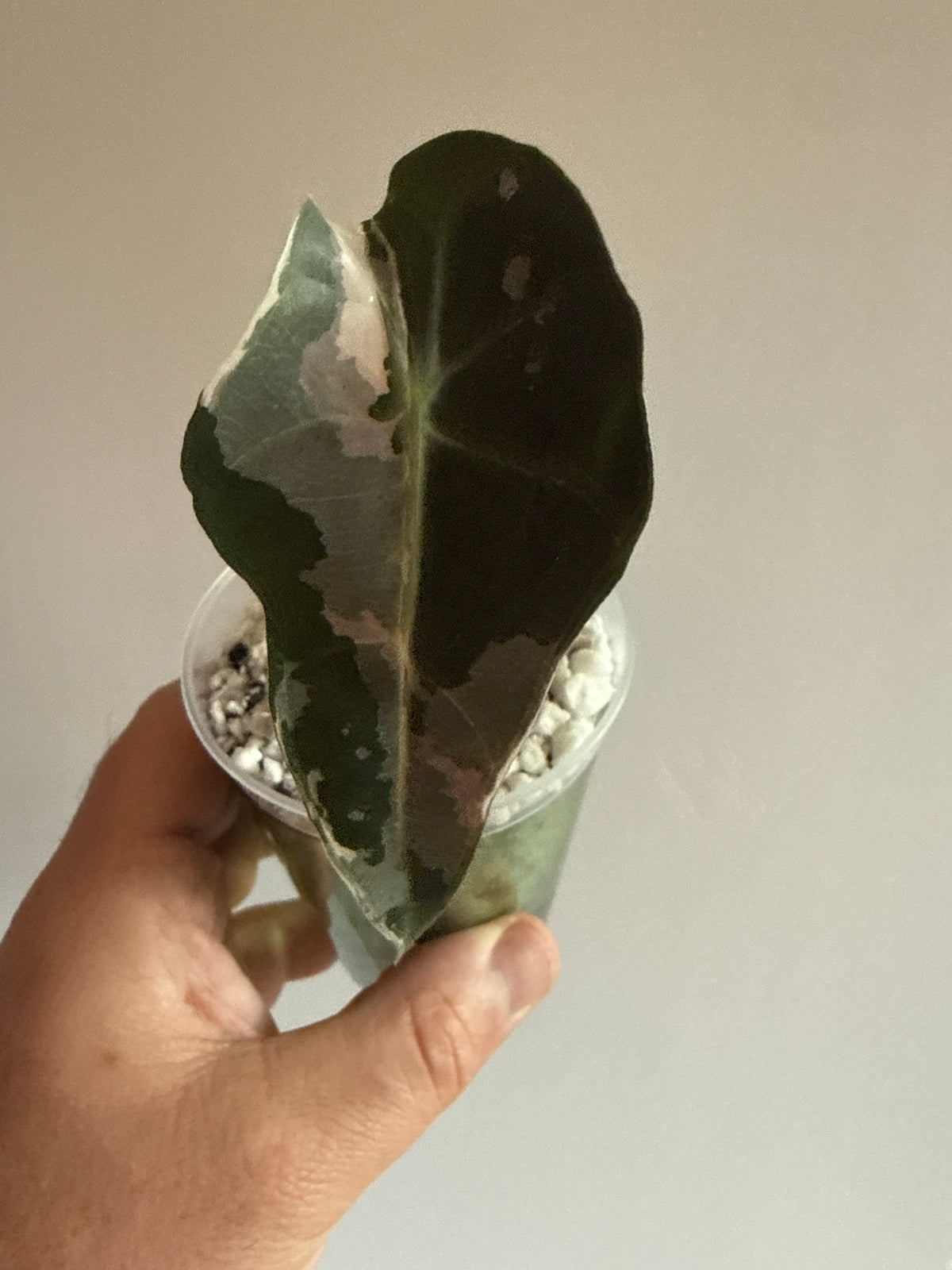 Alocasia Amazonica Pink