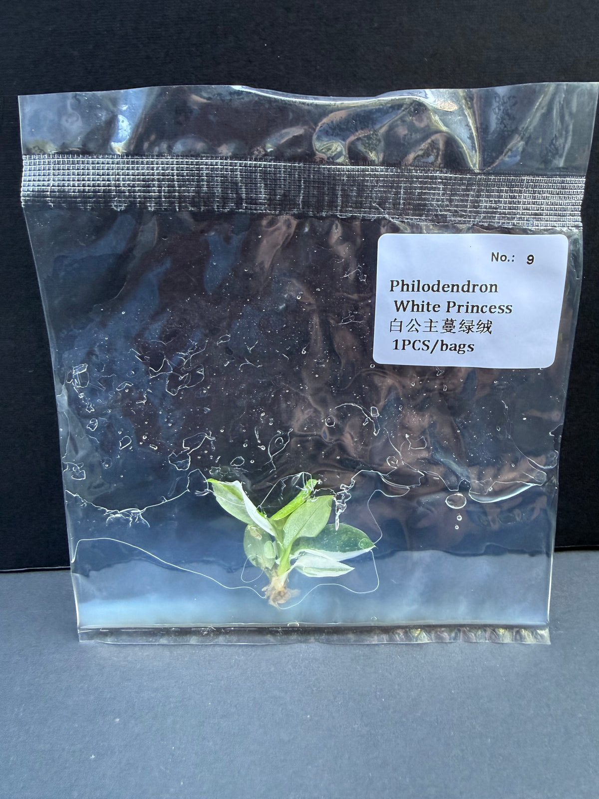 Philodendron White Princess