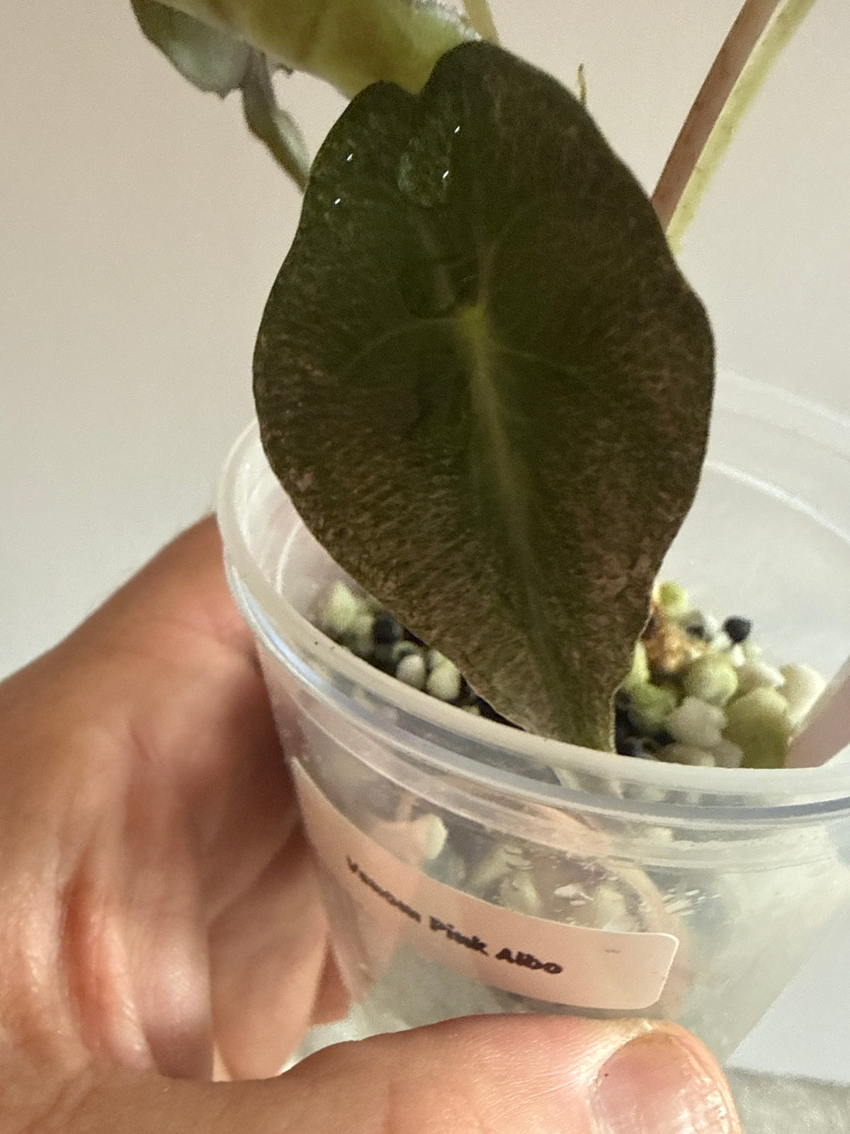 Alocasia Venom Pink Albo