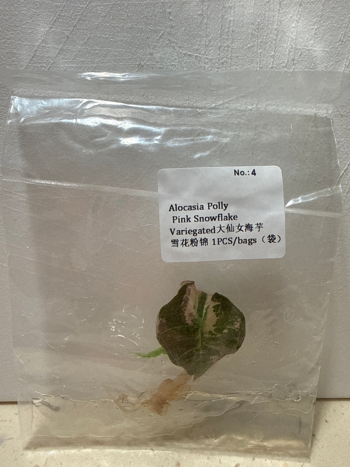 Alocasia Polly Pink Snowflake Variegated - Seller's Choice