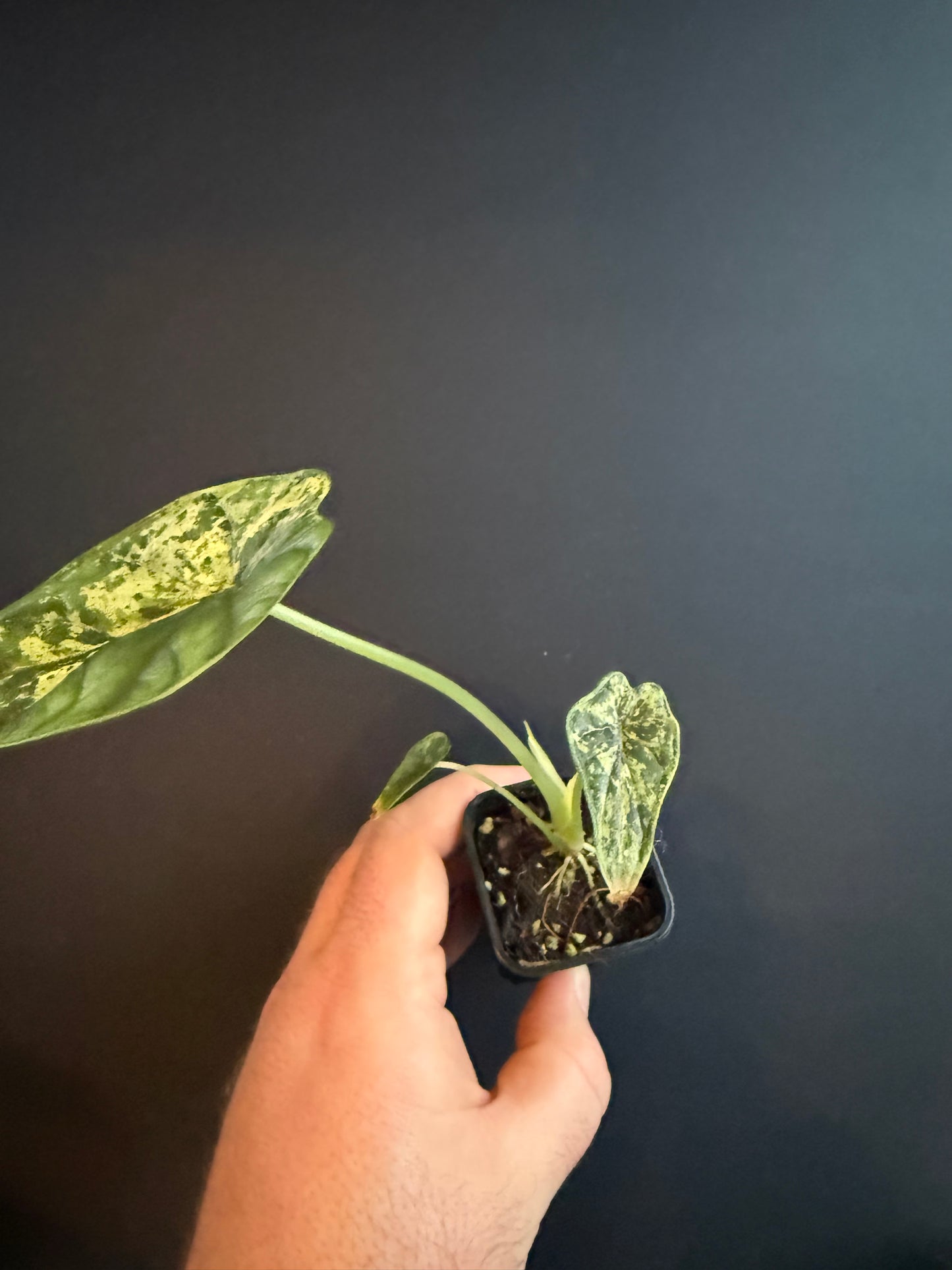 Alocasia Dragon Scale Mint