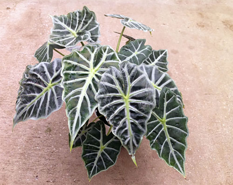 Alocasia Mandalay - Starter Size
