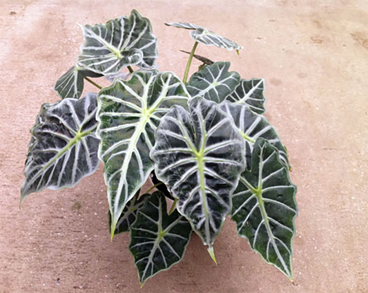 Alocasia Mandalay - Starter Size