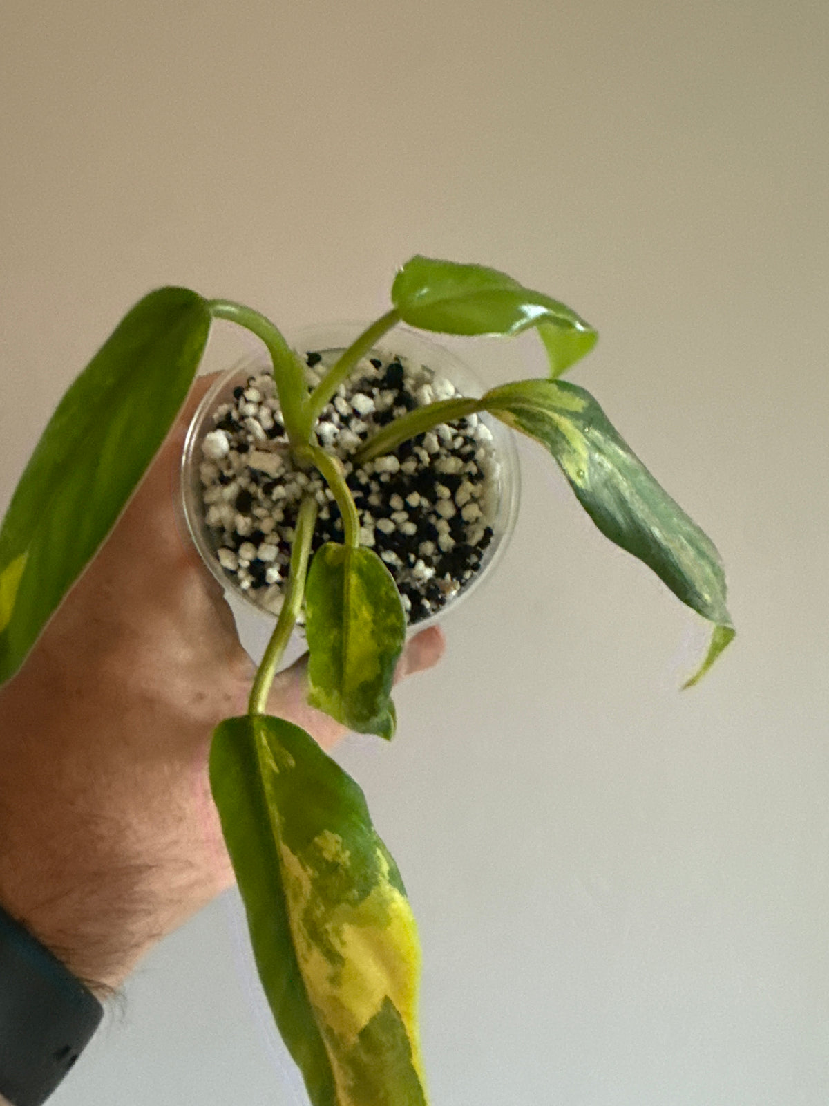 Philodendron Domesticum