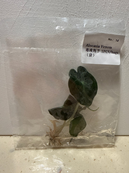 Alocasia Venom - Seller's Choice