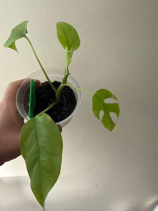 Rhaphidophora Tetrasperma (Mini Monstera)