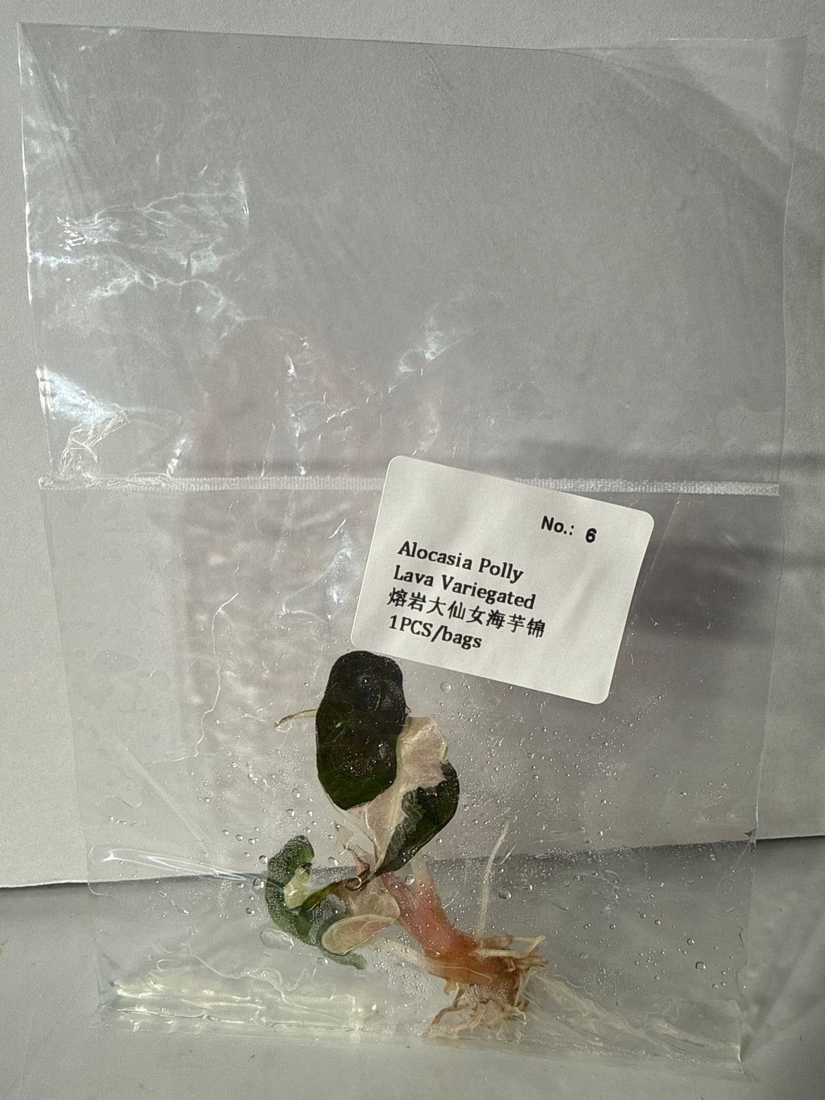 Alocasia Polly Lava Variegated - Seller's Choice