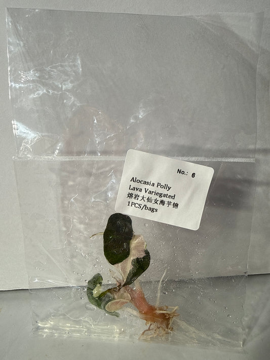 Alocasia Polly Lava Variegated - Seller's Choice