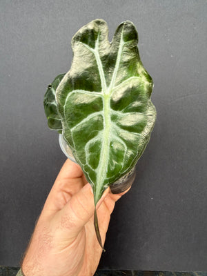 Alocasia Venom Aurea