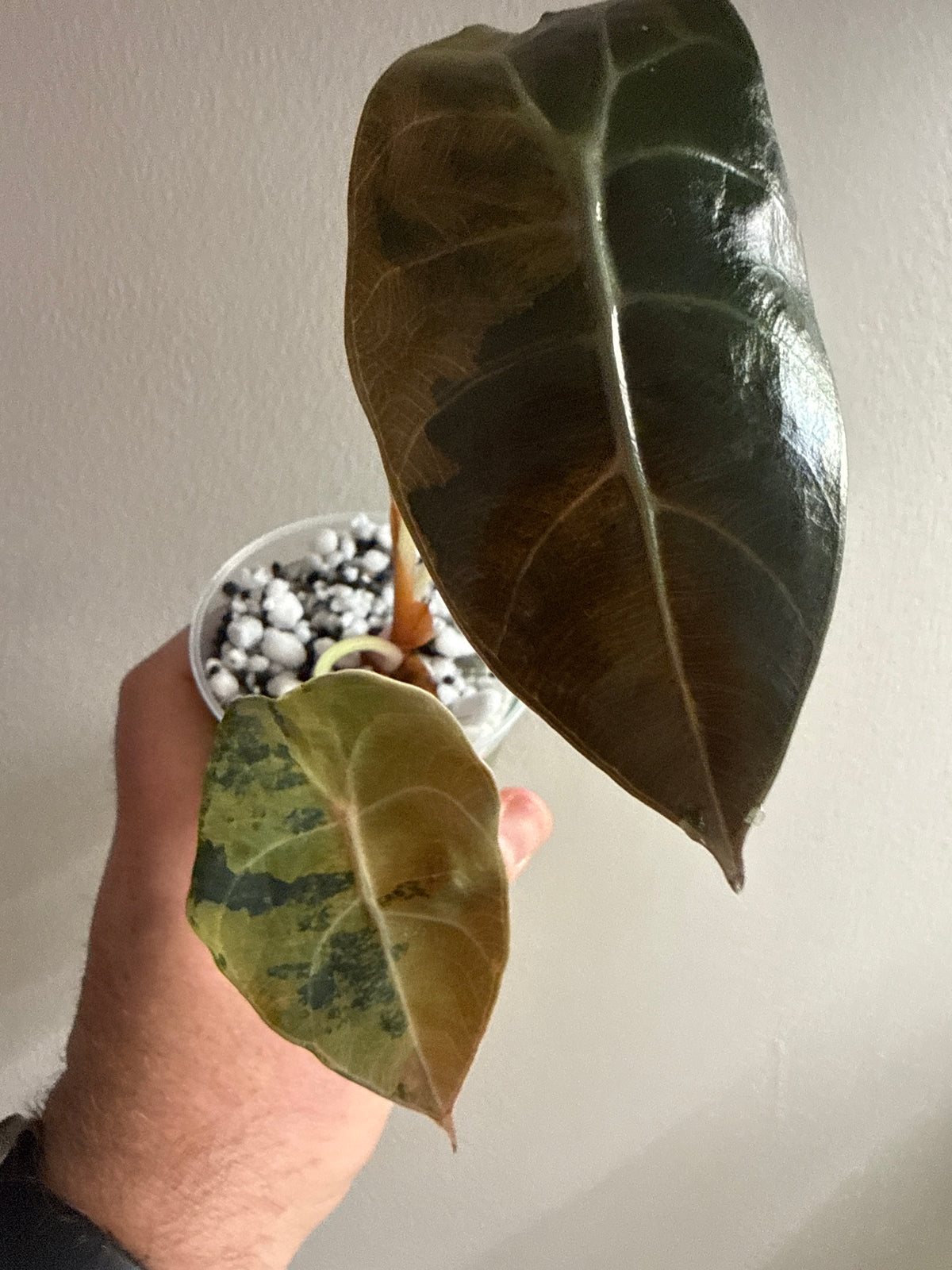 Alocasia Sedenii Aurea