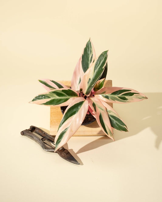 Stromanthe Trio Star