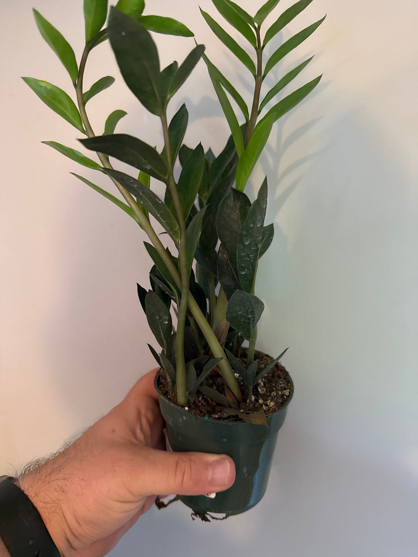 ZZ Plant 'Zamicro' Black