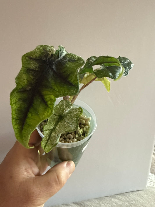 Alocasia Jacklyn Mint