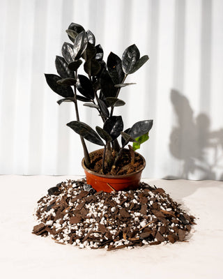 Zamioculcas Black Queen