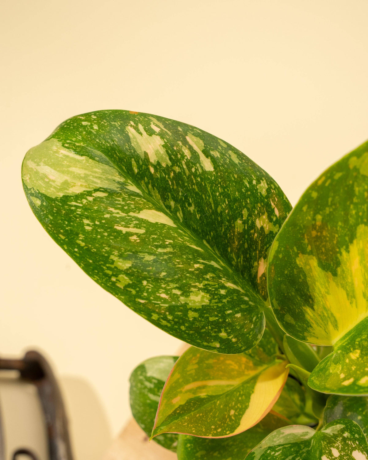 4" Variegated Philodendron Green Congo 'Copper Flame'