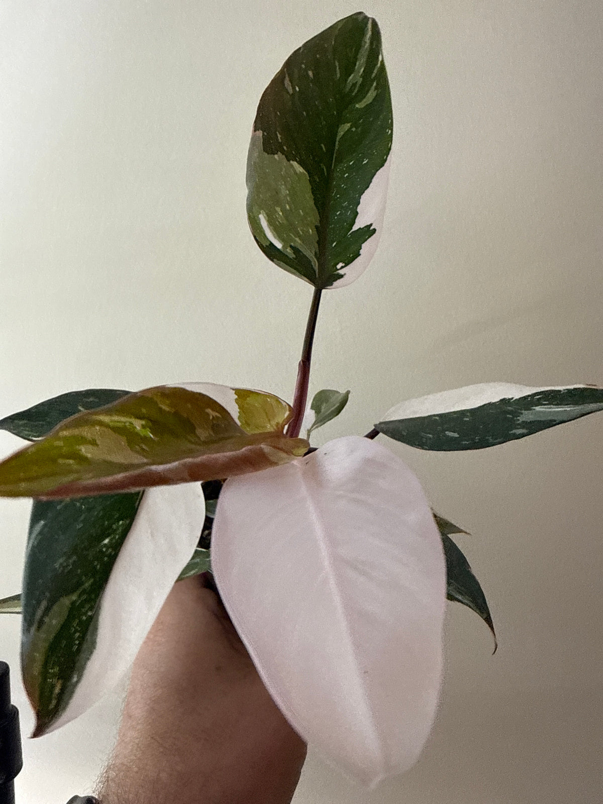 Philodendron Red Anderson Variegata