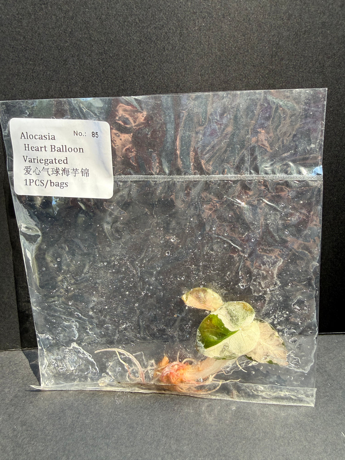 Alocasia Heart Balloon Variegated