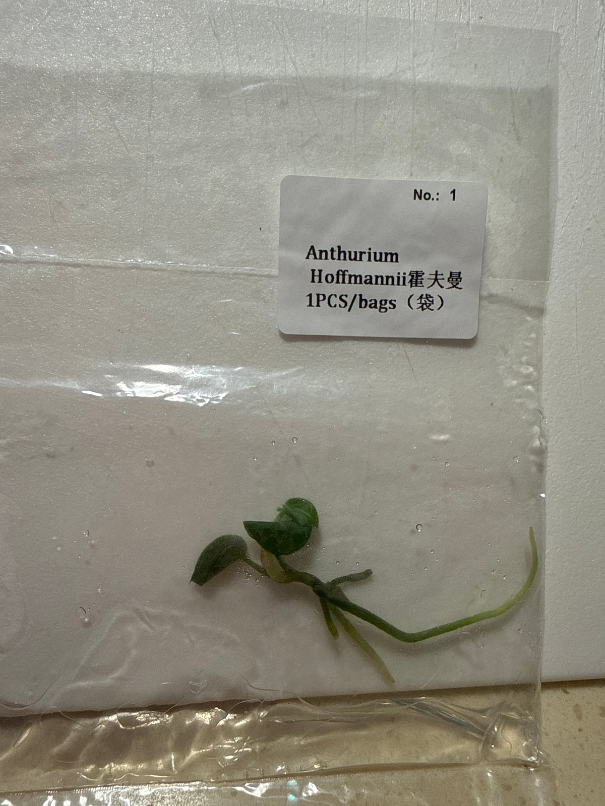 Anthurium Hoffmannii