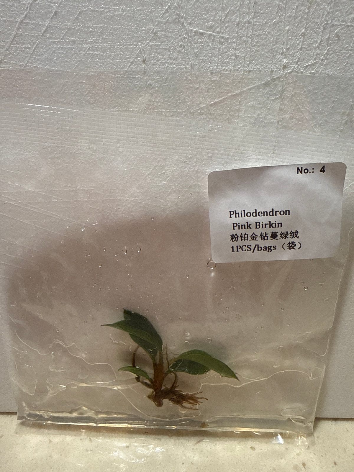 Philodendron Pink Birkin - Seller's Choice