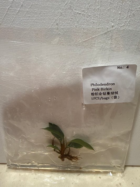 Philodendron Pink Birkin - Seller's Choice
