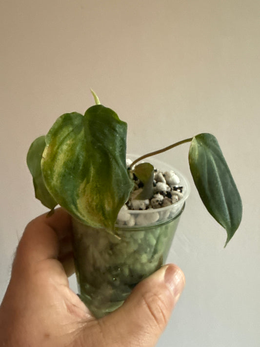 Orange Milano — Philodendron Melanochrysum Variegated Pup